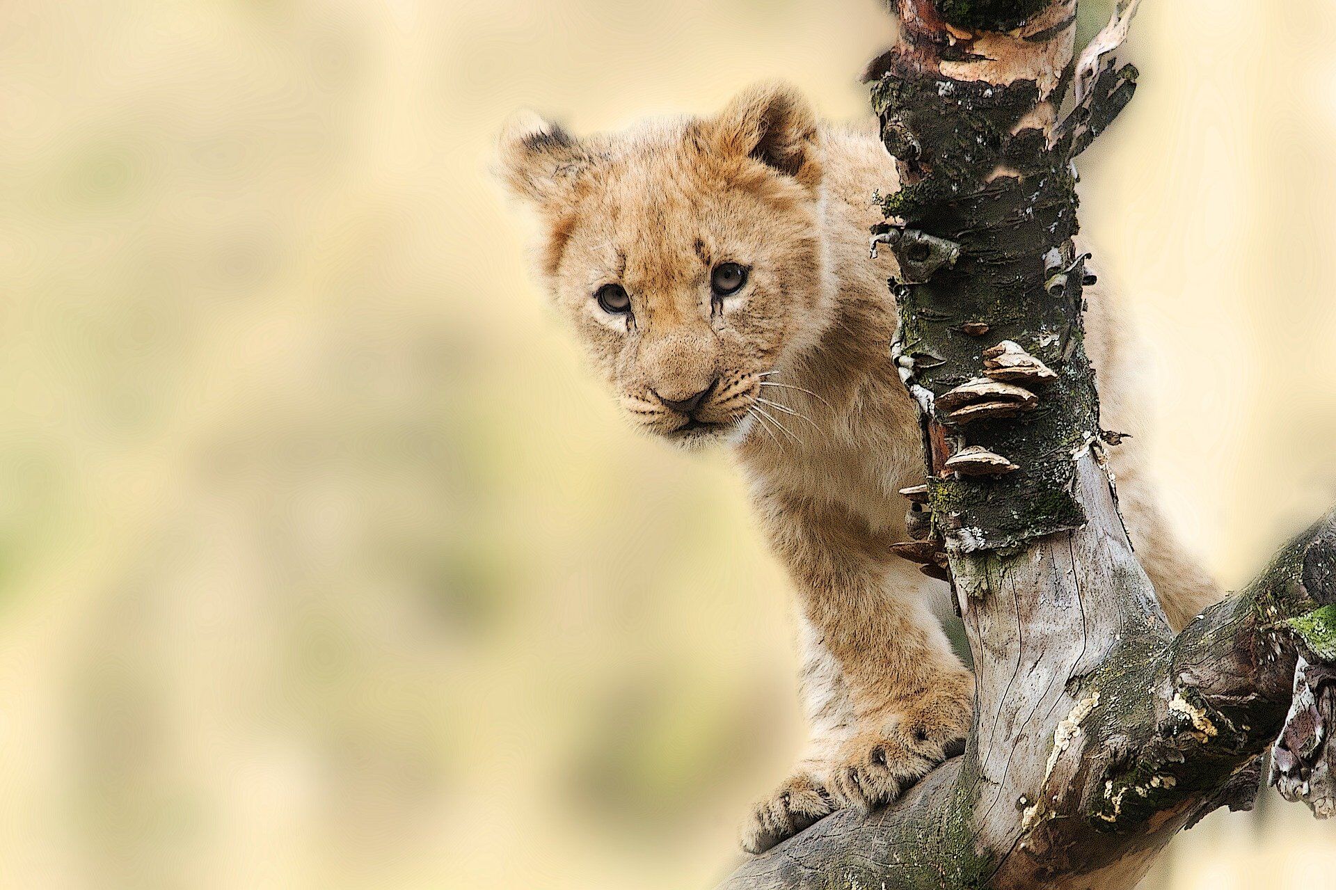 Parc national de Mikumi, Tanzanie — lions et plaines