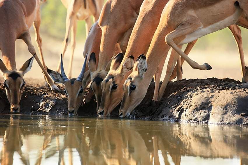 Safari dans le parc national de Nyerere au sud de la Tanzanie
