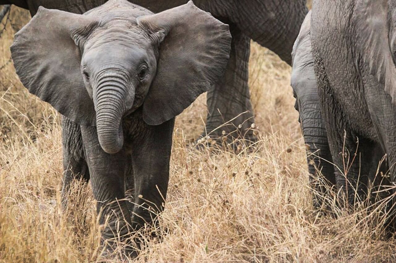Parc national de Nyerere (Selous), Tanzanie — safari bateau et savane