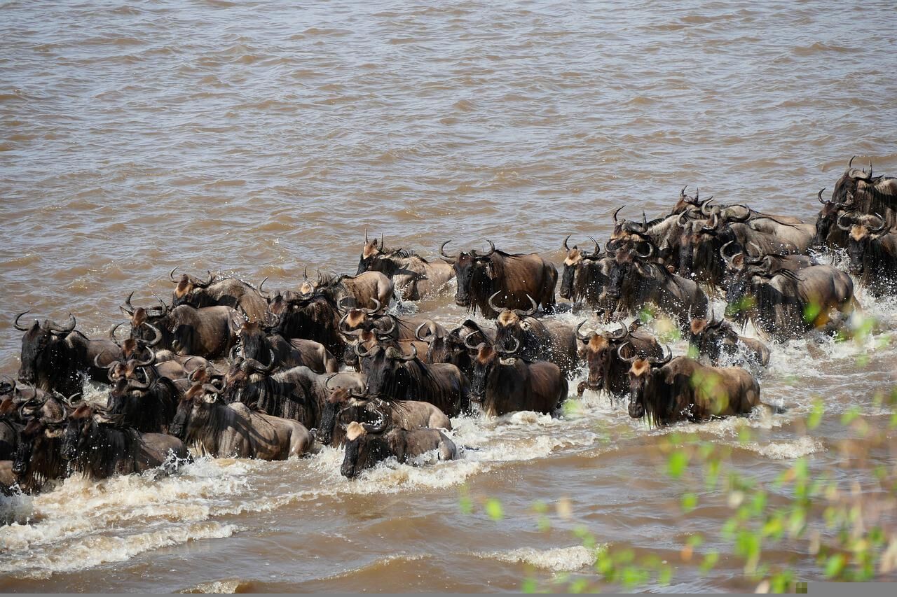Serengeti et Grande Migration en Tanzanie du Nord