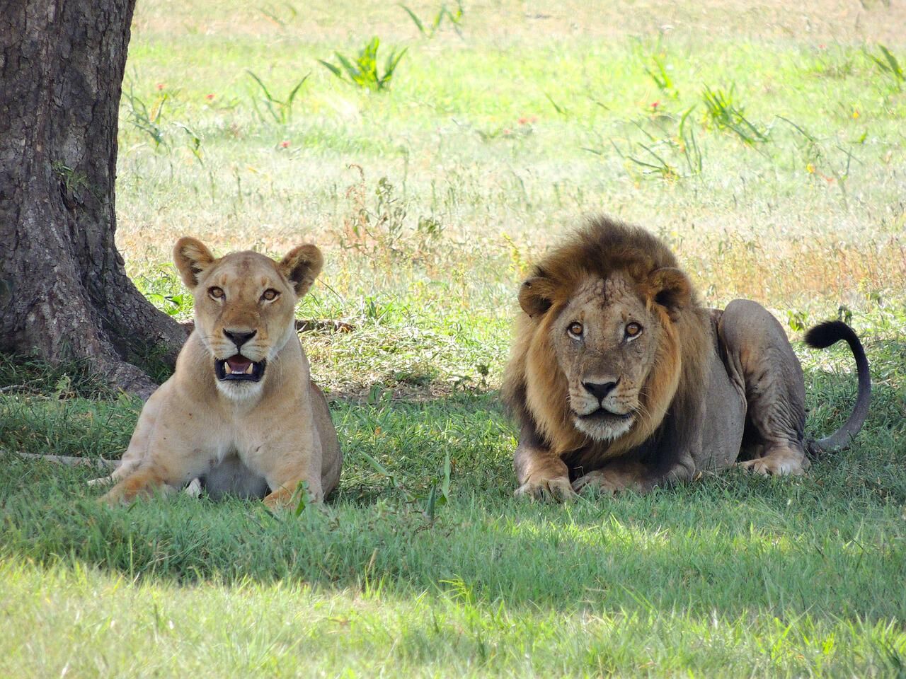 Ngorongoro Tanzanie — cratère classé UNESCO et Big Five