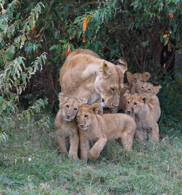 Safari au Serengeti, Ngorongoro, rencontre des peuples et extension Zanzibar en groupe