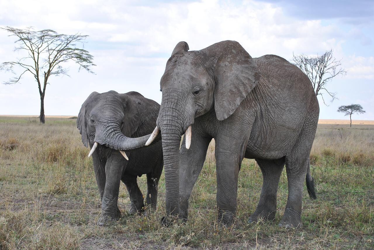 Tarangire — éléphants et baobabs